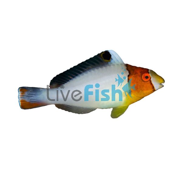Bicolor Parrotfish - Medium
