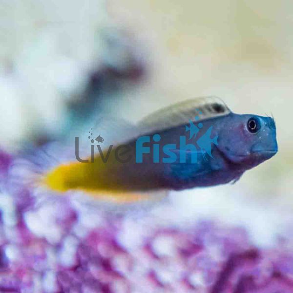 Bicolour Blenny SML