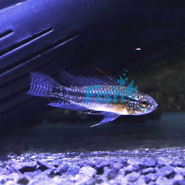 Bitaeniata Red Back 3.5cm - Select 
