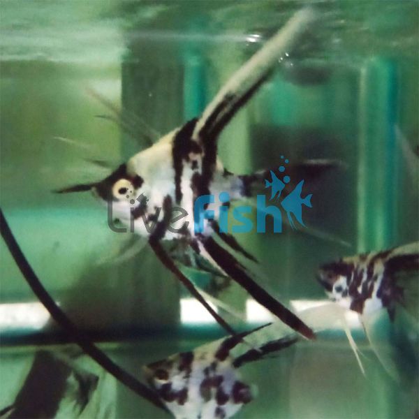 Veiltail Black and White Angelfish 4.5cm