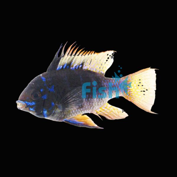 Ramirezi Blue-Black 7cm