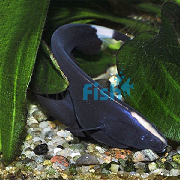 Black Ghost Knife Fish 4.5cm