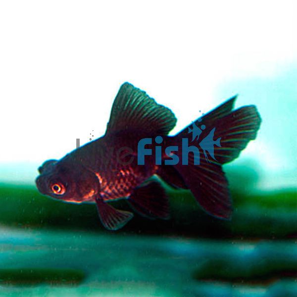 Black Moor 7cm 