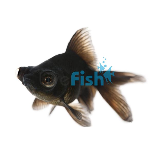 Black Moor 12cm