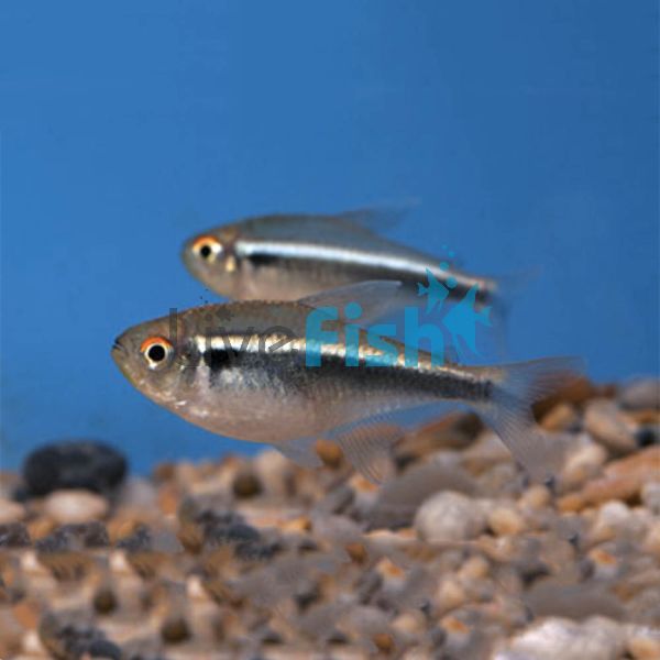 Black Neon Tetra 3.5cm 