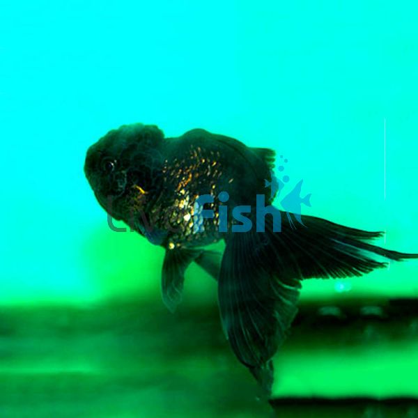 Black-Bronze Oranda 12cm