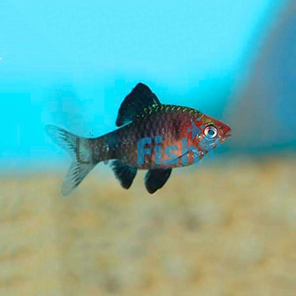 Black Ruby Barb 3cm