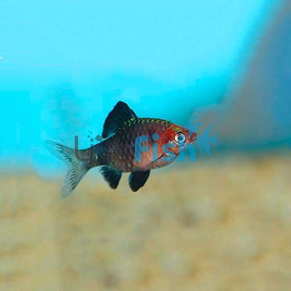 Black Ruby Barb 2cm