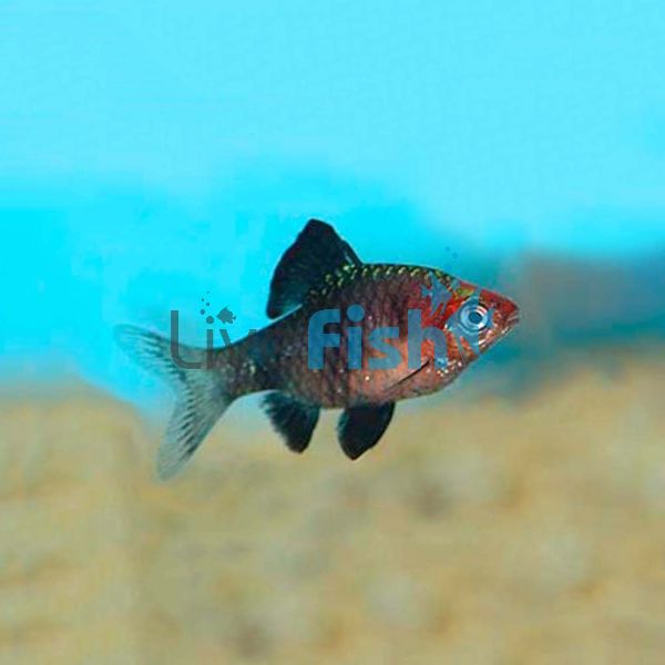 Black Ruby Barb 3.5cm