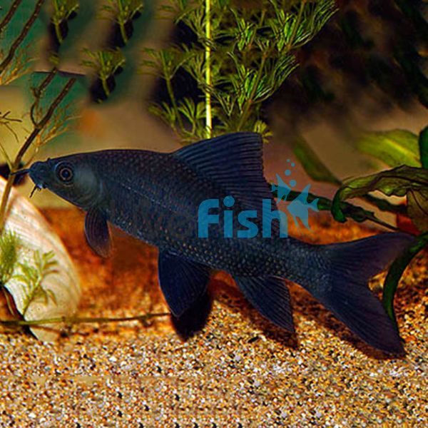 Black Shark 3cm