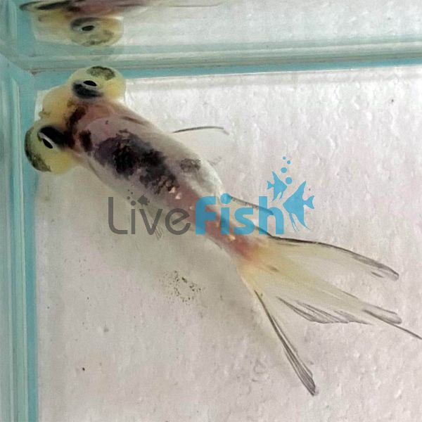 Black and White Bubble Eye Goldfish 5cm