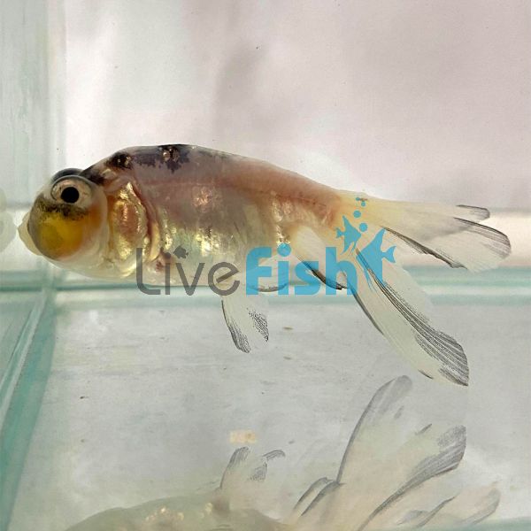 Black and White Bubble Eye Goldfish 7cm