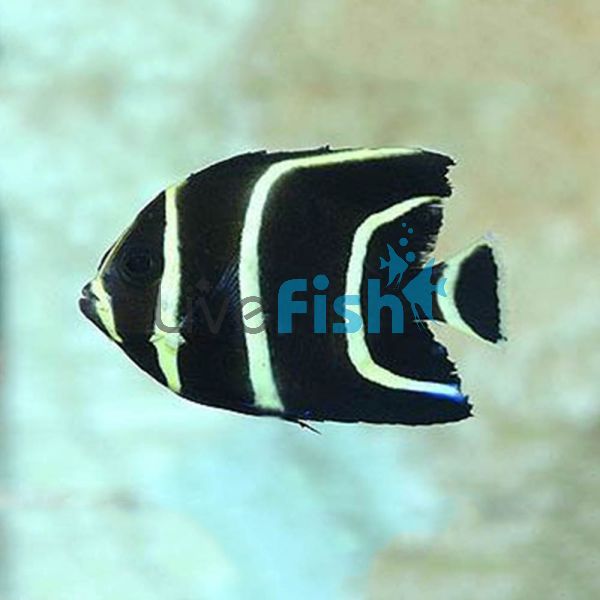 Black Angelfish (Adult) - Medium