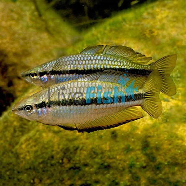 Black Banded Rainbow 5cm