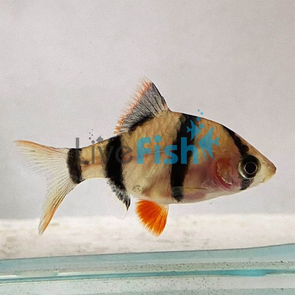 Black Ghost Tiger Barb 4cm
