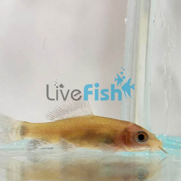 Black Shark - Gold 5cm 