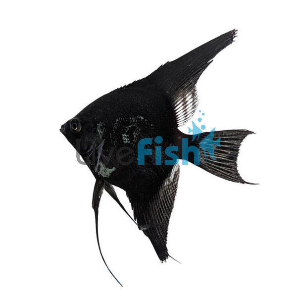 Black Green Avatar Angelfish 4.5cm 