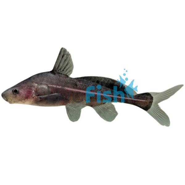 Black Lancer Catfish 7cm