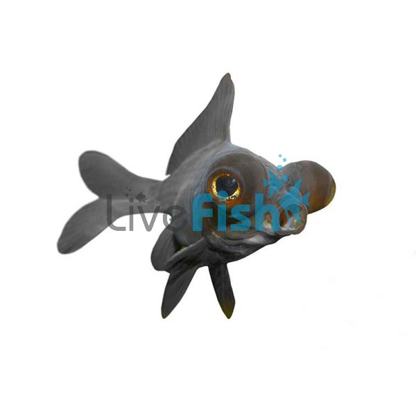 Black Moor 4cm