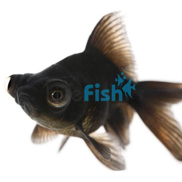 Black Moor 12cm