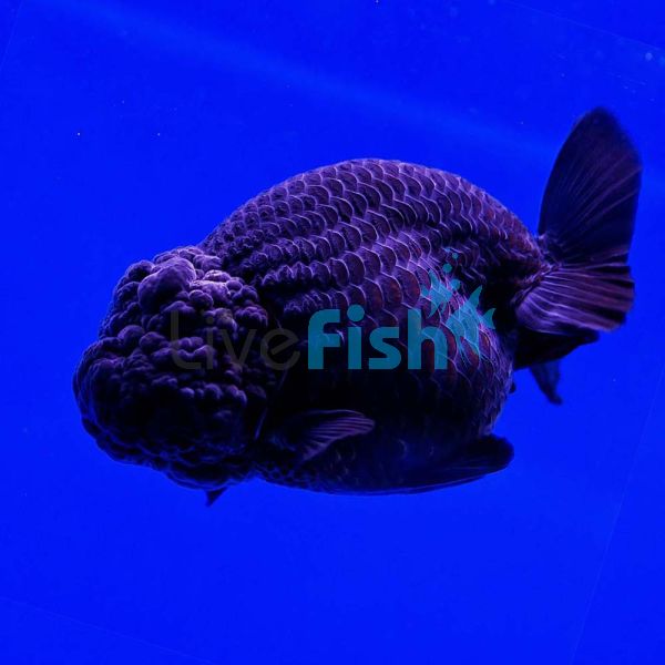 Black Ranchu 12cm