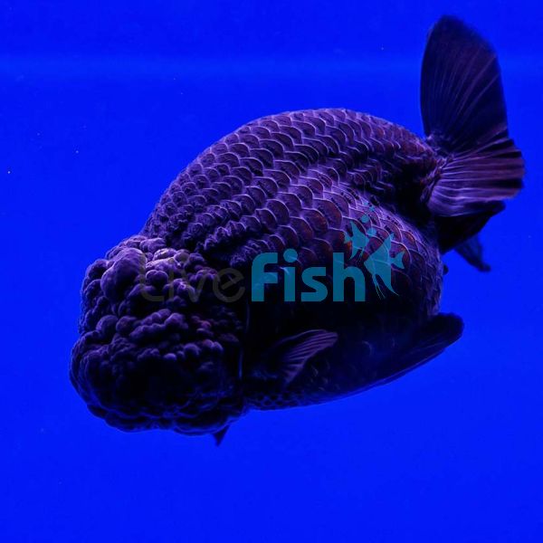 Black Ranchu 15cm