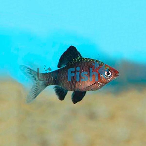 Black Ruby Barb 4.5cm