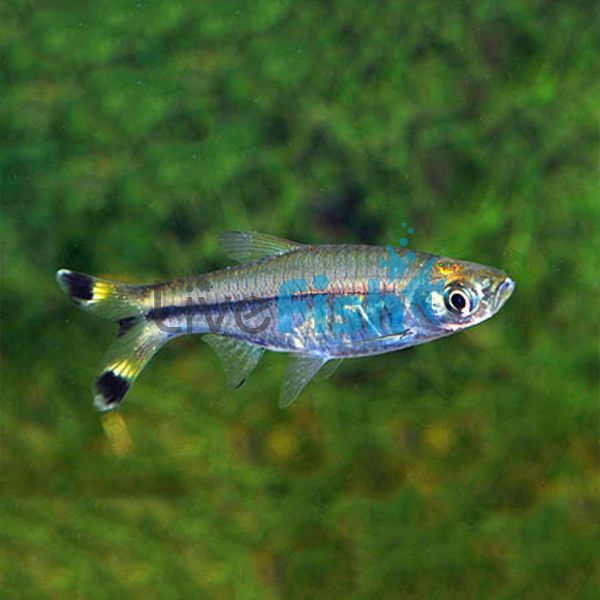 Black Scissortail Rasbora 5cm 