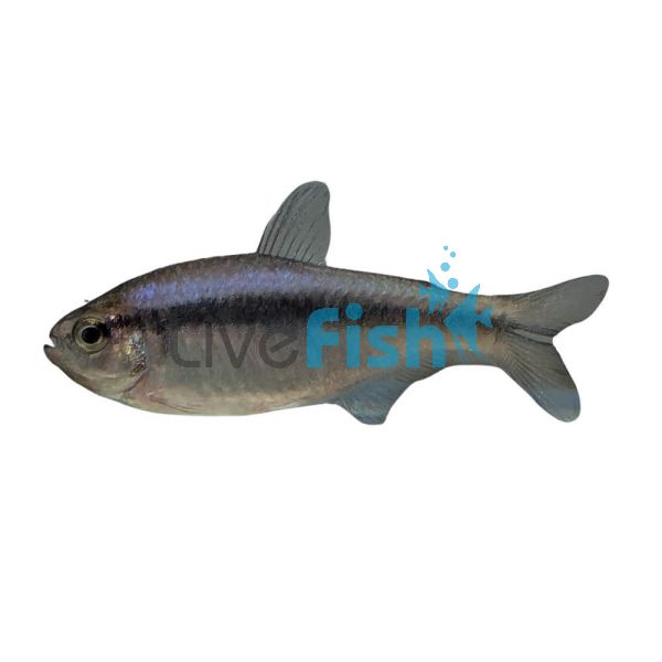 Black Stripe Tetra 3.5cm