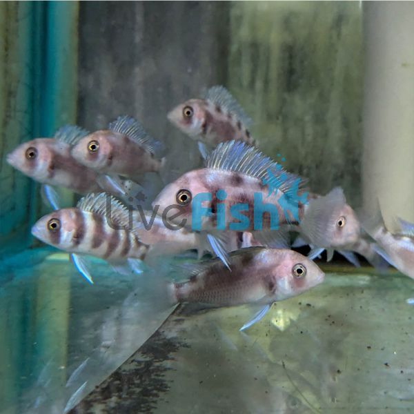 Black Widow Frontosa Cyphotilapia 5cm