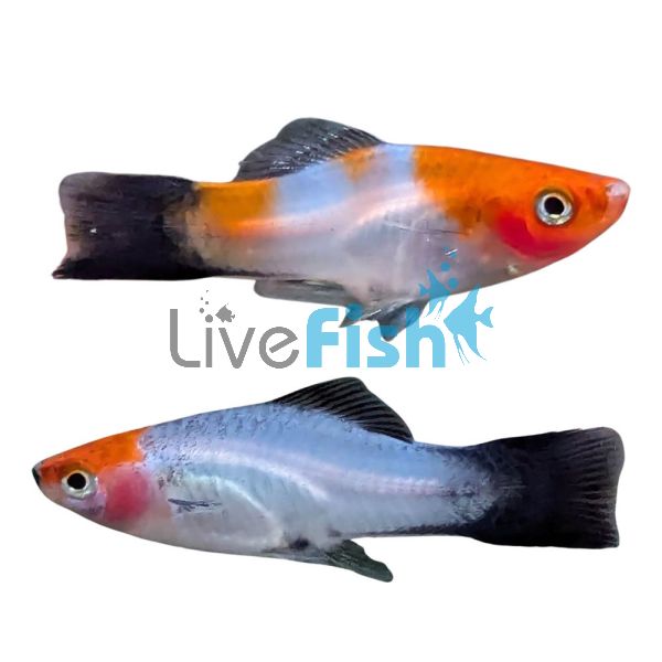 Blacktail Kohaku Koi Swordtail 5cm