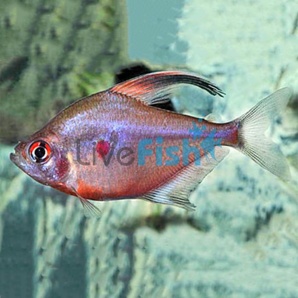 Bleeding Heart Tetra 3.5cm