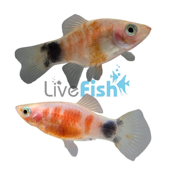 Bleeding Heart Platy 3.5cm