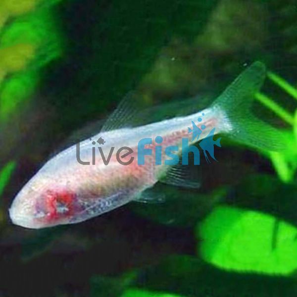 Blind Cave Tetra 4cm