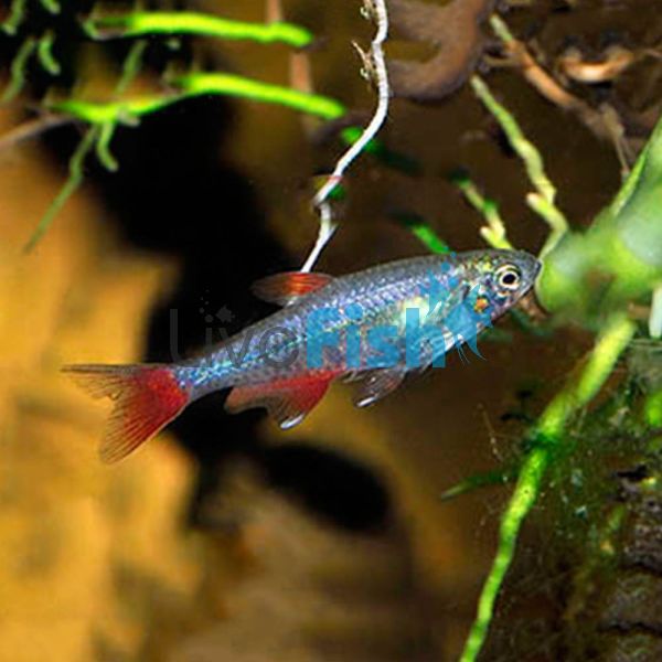 Bloodfin Tetra 3.5cm