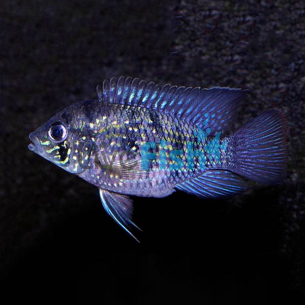 Blue Acara 7cm