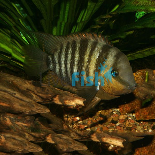 Cichlasoma Blue-Eye 5cm 