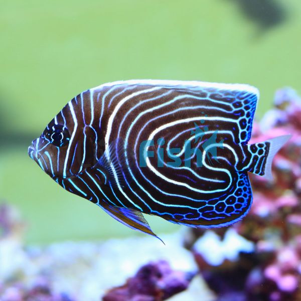 Blue Girdled Angelfish - Medium Juvenile 