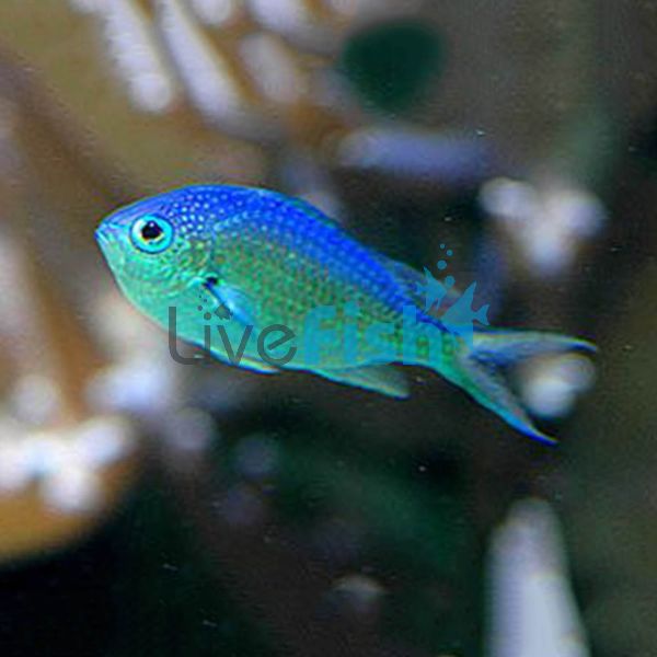 Blue-Green Chromis - Small