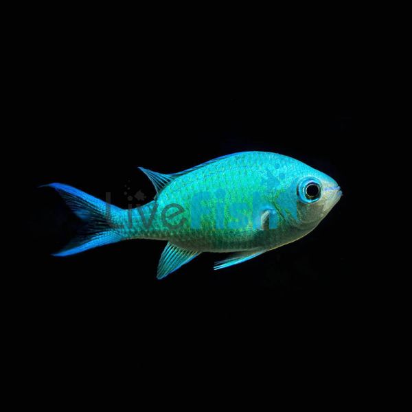 Blue-Green Chromis - Large
