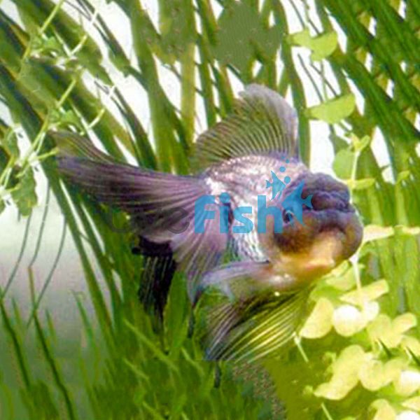 Blue Oranda 7cm