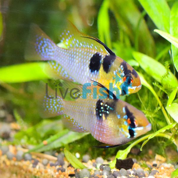 Blue Ram (German Bred) 3.5cm