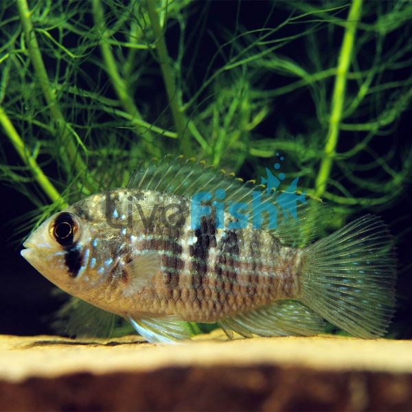 Blue Acara Columbia - Wild Caught 3.5cm