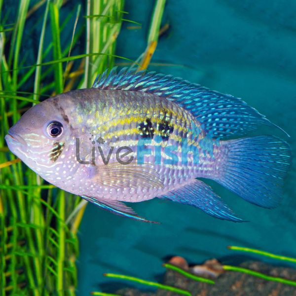 Blue Acara Rio Meta Colombia 7cm