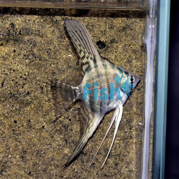 Blue Zebra Pinoy Angelfish 3.5cm
