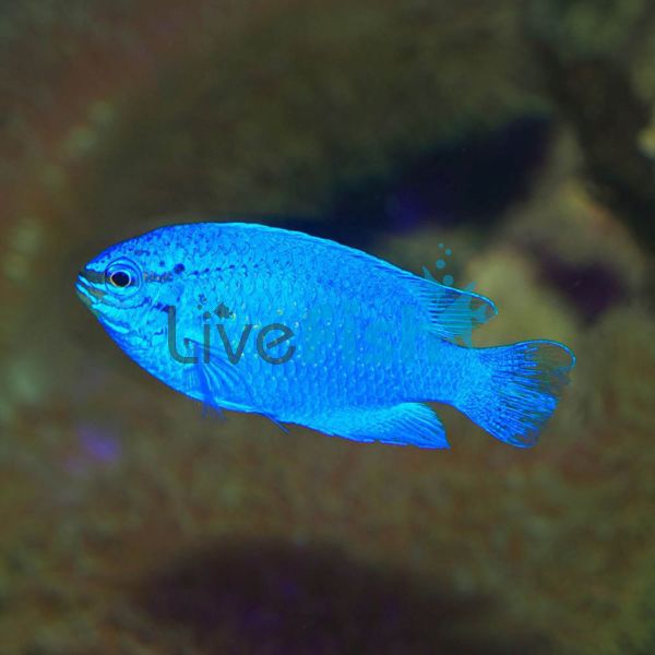 Female Blue Devil Damselfish - Medium