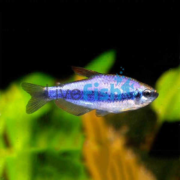 Blue Emperor Tetra - Kerri 2cm