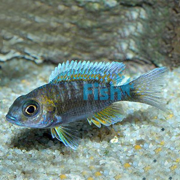 Blue Orchid Peacock 4cm