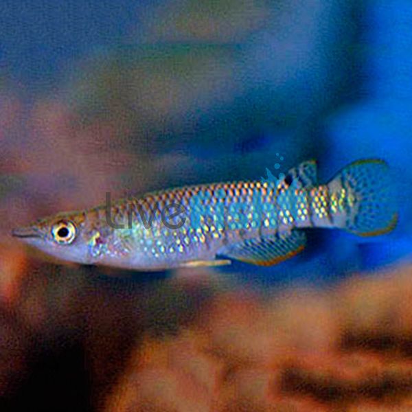 Blue Panchax 4cm