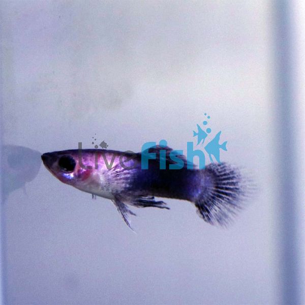 Male Dwarf Blue Panda Guppy 3cm